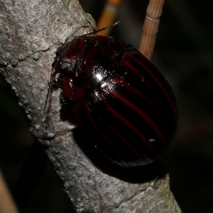 Paropsisterna gemina at Freshwater Creek, VIC - 16 Feb 2021 01:31 AM