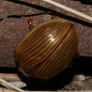 Paropsisterna intacta (Eucalyptus Leaf Beetle) at Freshwater Creek, VIC by WendyEM