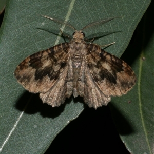 Visiana brujata at Freshwater Creek, VIC - 16 Feb 2021