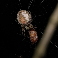 Araneus hamiltoni (Hamilton's Orb Weaver) at Freshwater Creek, VIC - 16 Feb 2021 by WendyEM