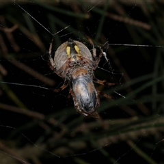 Araneus hamiltoni at Freshwater Creek, VIC - 16 Feb 2021