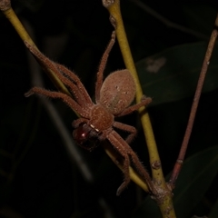 Neosparassus diana at Freshwater Creek, VIC - 16 Feb 2021 by WendyEM