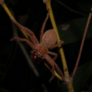 Neosparassus diana at Freshwater Creek, VIC - 16 Feb 2021