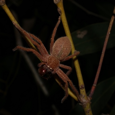 Neosparassus diana at Freshwater Creek, VIC - 16 Feb 2021 by WendyEM