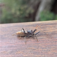 Pristhesancus plagipennis (Bee Killer Assassin Bug) at Mount Kembla, NSW - 8 Sep 2024 by BackyardHabitatProject