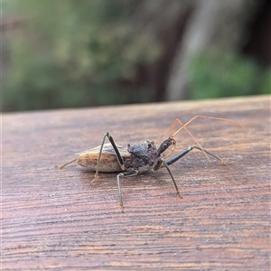 Pristhesancus plagipennis at Mount Kembla, NSW - 8 Sep 2024