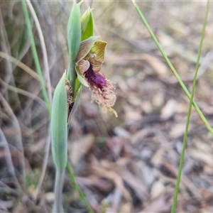 Calochilus platychilus at Bungendore, NSW - suppressed