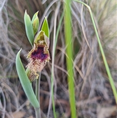 Calochilus platychilus at Bungendore, NSW - suppressed