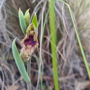 Calochilus platychilus at Bungendore, NSW - suppressed