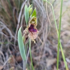 Calochilus platychilus at Bungendore, NSW - suppressed