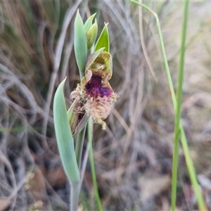 Calochilus platychilus at Bungendore, NSW - suppressed