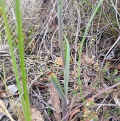 Calochilus platychilus at Bungendore, NSW - suppressed