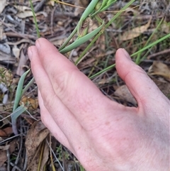 Calochilus platychilus at Bungendore, NSW - suppressed