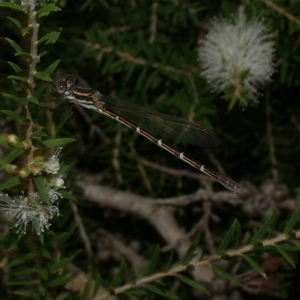 Austrolestes annulosus at Freshwater Creek, VIC - 16 Feb 2021 02:59 PM