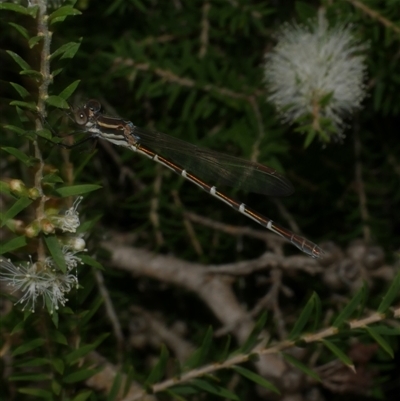 Austrolestes annulosus (Blue Ringtail) at Freshwater Creek, VIC - 16 Feb 2021 by WendyEM