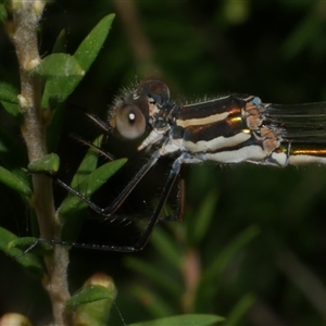 Austrolestes annulosus at Freshwater Creek, VIC - 16 Feb 2021 02:59 PM