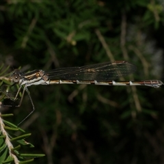 Austrolestes annulosus at Freshwater Creek, VIC - 16 Feb 2021 02:59 PM