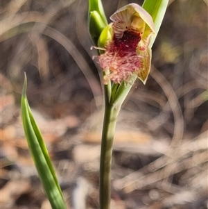 Calochilus platychilus at Bungendore, NSW - 13 Oct 2024