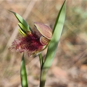 Calochilus platychilus at Bungendore, NSW - 13 Oct 2024