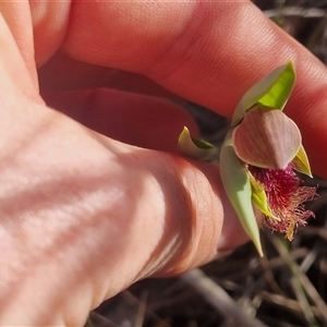 Calochilus platychilus at Bungendore, NSW - 13 Oct 2024