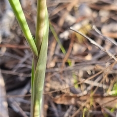 Calochilus platychilus at Bungendore, NSW - 13 Oct 2024