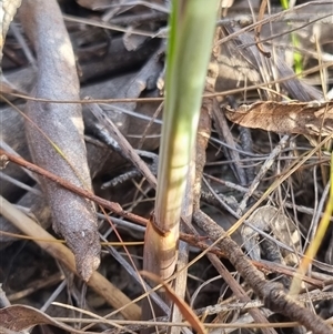 Calochilus platychilus at Bungendore, NSW - 13 Oct 2024