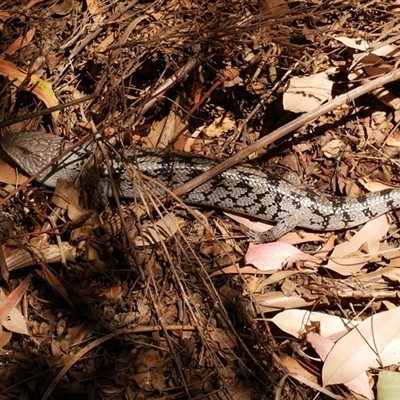 Tiliqua nigrolutea (Blotched Blue-tongue) at Freshwater Creek, VIC - 16 Feb 2021 by WendyEM