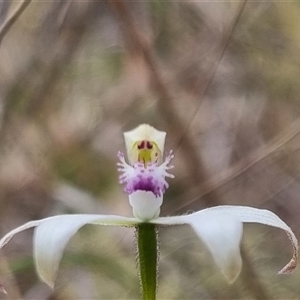 Caladenia ustulata at Bungendore, NSW - 13 Oct 2024