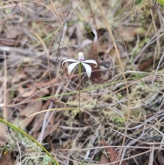 Caladenia ustulata at Bungendore, NSW - 13 Oct 2024