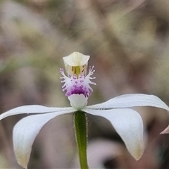 Caladenia ustulata at Bungendore, NSW - 13 Oct 2024