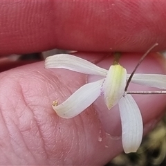 Caladenia ustulata at Bungendore, NSW - suppressed