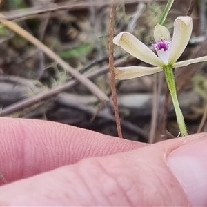 Caladenia ustulata at Bungendore, NSW - 13 Oct 2024