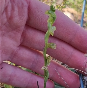 Hymenochilus cycnocephalus at Bungendore, NSW - 13 Oct 2024