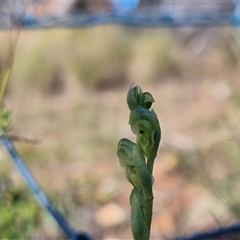 Hymenochilus cycnocephalus at Bungendore, NSW - 13 Oct 2024