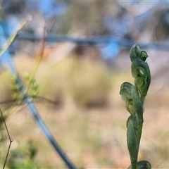 Hymenochilus cycnocephalus at Bungendore, NSW - 13 Oct 2024