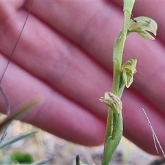 Hymenochilus cycnocephalus at Bungendore, NSW - 13 Oct 2024