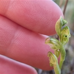 Hymenochilus cycnocephalus at Bungendore, NSW - 13 Oct 2024