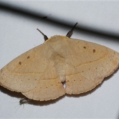 Anthela (genus) adult (Australian Hairy Bears) at Freshwater Creek, VIC - 18 Feb 2021 by WendyEM