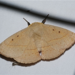 Anthela (genus) adult at Freshwater Creek, VIC - 19 Feb 2021