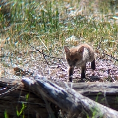 Vulpes vulpes (Red Fox) at Walla Walla, NSW - 11 Oct 2024 by Darcy