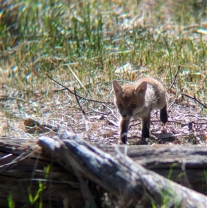 Vulpes vulpes at Walla Walla, NSW - suppressed