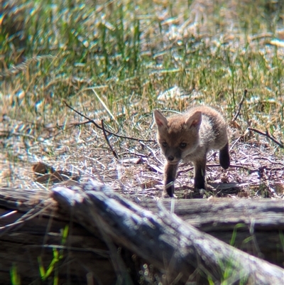 Vulpes vulpes (Red Fox) at Walla Walla, NSW - 11 Oct 2024 by Darcy