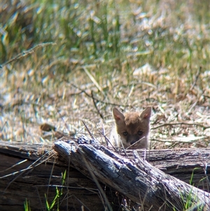 Vulpes vulpes at Walla Walla, NSW - 11 Oct 2024