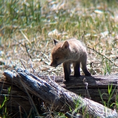 Vulpes vulpes at Walla Walla, NSW - 11 Oct 2024