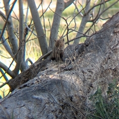 Vulpes vulpes at Walla Walla, NSW - 11 Oct 2024