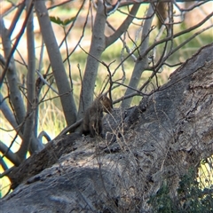 Vulpes vulpes at Walla Walla, NSW - 11 Oct 2024