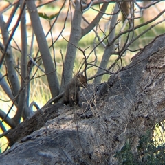 Vulpes vulpes at Walla Walla, NSW - suppressed