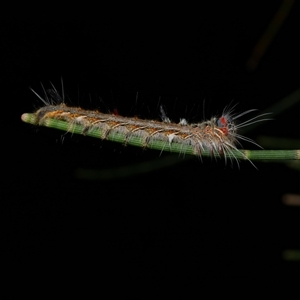 Pernattia pusilla at Freshwater Creek, VIC - 18 Feb 2021 09:22 PM