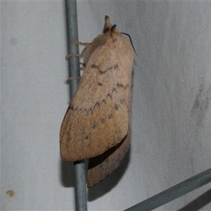 Entometa fervens (Common Gum Snout Moth) at Freshwater Creek, VIC by WendyEM