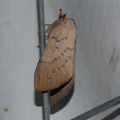 Entometa fervens (Common Gum Snout Moth) at Freshwater Creek, VIC - 18 Feb 2021 by WendyEM